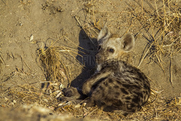 Spotted hyaena (Crocuta crocuta) at den  Kruger National park  South Africa