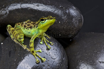 Black-spotted rock frog (Staurois guttatus)  Borneo