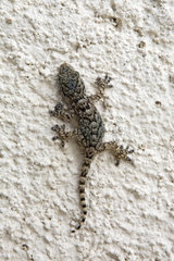 Turkish Gecko (Hemidactylus turcicus)  Resting on a wall in spring  Surroundings of Hyeres  France