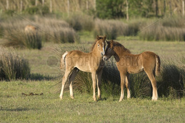 Wild Horse of Camargue (Equus caballus) foals
