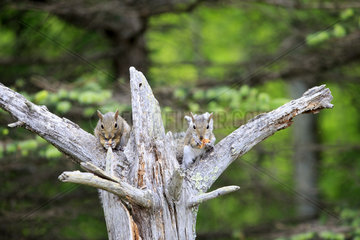 Eastern Grey squirrels eating on dead tree - Minnesota USA