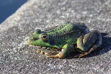 Perez's frog (Pelophylax perezi)  Azores archipelago  Portugal