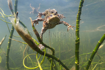 Couple of Common Toads (Bufo bufo) in their aquatic environment  Lac du Jura  France
