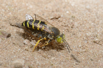 Sand wasp (Bembix rostrata) female entering its gallery with its prey: a syrphe  Regional Natural Park of the Vosges du Nord  France