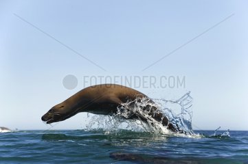 California Sea Lion surfing back to shore in a large swell