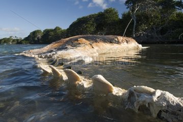 Whale carcass washed ashore - Pacific Ocean