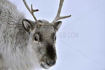 Portrait of Reindeer on snow - Spitsbergen Agardbukta
