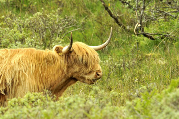 Portrait of Cow Highland - Scotland