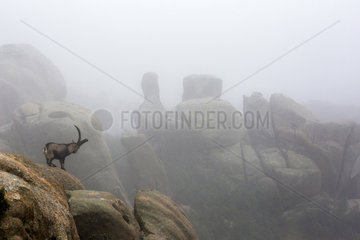 Iberian Ibex (Capra pyrenaica)  male on rock in mist  Guadarrama National Park  Spain