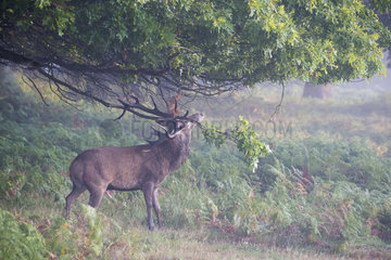 Stag Red Deer with antlers among branches at dawn - GB