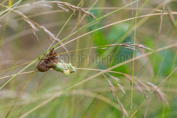 Cicada in the process of moulting  southern France