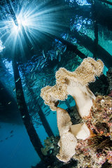 Mushroom Leather Coral (Sarcophyton sp)  Misool  Raja Ampat  West Papua  Indonesia