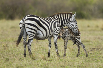 Grant's zebra female and young - Masai Mara Kenya