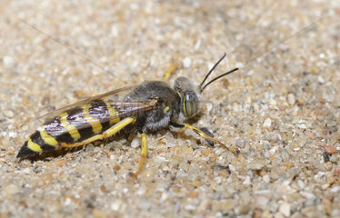 Sand wasp (Bembix oculata) in front of its gallery  dunes by the sea  Pays de Loire  France