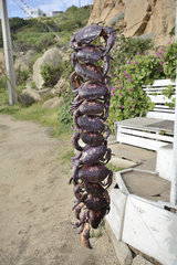 Sale of crabs on the roadside  Concon  V Valparaiso Region  Chile