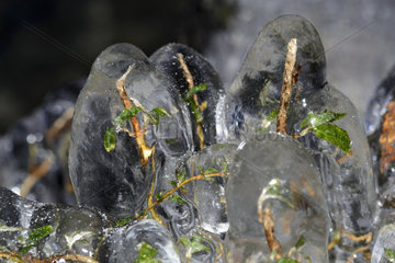 Plants trapped in the ice during the January 2017 cold weather episode on the shores of Lake Geneva  Excenevex  Haute-Savoie  France