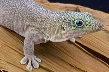 Standing's day gecko (Phelsuma standingi)  Madagascar
