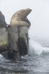 Steller sea lion (Eumetopias jubatus) on rocky shore  Ioniy islands  Sea of Okhotsk  Russia