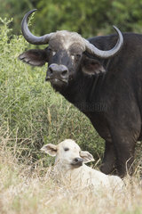 Cape buffalo (Syncerus caffer) and young with leucism  Kruger NP  South Africa