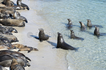 Colony of California Sea Lions on beach - Gulf of California