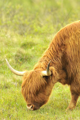 Portrait of Cow Highland grazing - Scotland