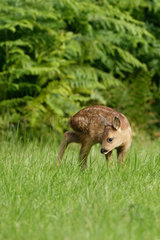 Roe deer (Capreolus capreolus) fawn in grass  Belgium