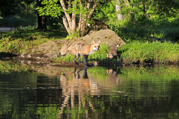 Red fox and young drinking at the water's edge - Minnesota