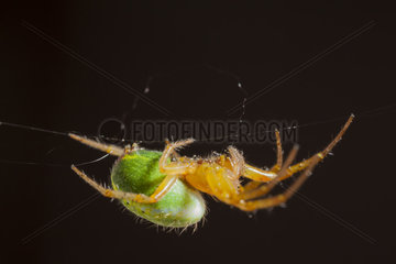 Cucumber Green Spider on his thread - France