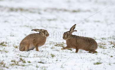 Brown Hares standing in a meadow covered by snow - GB