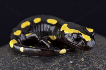 Fire salamander (Salamandra salamandra) on rock on black background