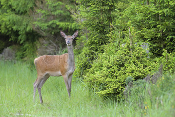 Red deer (Cervus elaphus) in Summer  Female  Spessart  Hesse  Germany  Europe