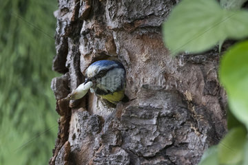 Blue Tit (Cyanistes caeruleus)  Out of the nest with a fecal bag in the beak in spring  Country garden  Lorraine  France