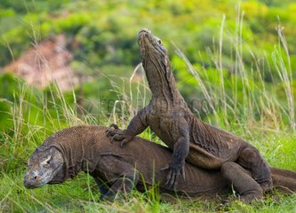 Komodo Dragons are fighting each other. Very rare picture. Indonesia