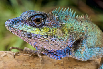Portrait of Blue crested lizard (Calotes mystaceus)  Vietnam