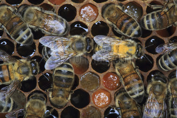 Honey bee (Apis mellifera) - Bee bread is raw pollen fermented by the bees in the hive's cells. Its nutritional value and antibiotic properties is three times greater than those of normal pollen. It has bactericide; bacteriostatic and germicide properties.