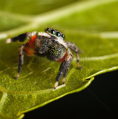 Male Jotus jumping spider on a leaf - Australia