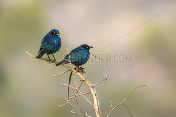Greater blue-eared Glossy-Starling (Lamprotornis chalybaeus) on a branch  Kruger National park  South Africa