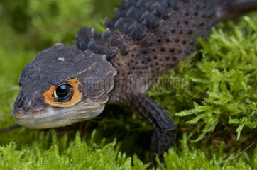 Orange-eyed crocodile skink (Triblonotus gracilis)  Indonesia