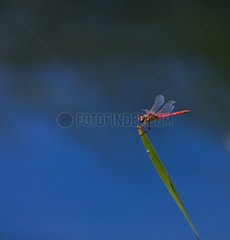 Dragonfly on grass  Provence  France