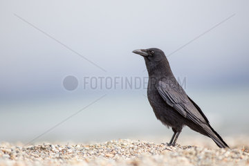 Carrion crow (Corvus corone) on a beach of the lake of Geneva  Lausanne  Switzerland