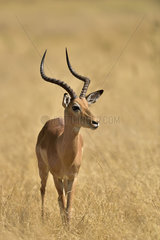 Impala male in the savannah - Moremi Botswana