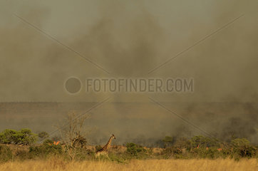 Giraffe fleeing wildfire - Kruger South Africa