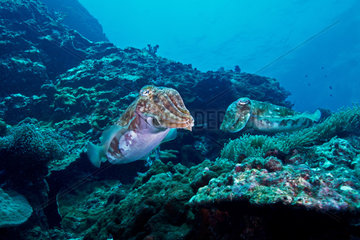 Pharaoh cuttlefish on the reef - Thailand