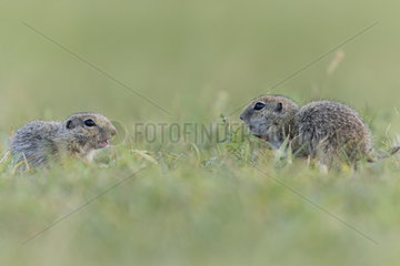 Two European Ground Squirrel babies (Spermophilus citellus) eating grass in the Dobrogea Gorges protected area  Romania