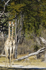 Southern Giraffes - Okavango delta Moremi Botswana