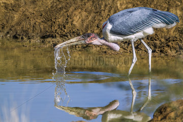 Marabou stork (Leptoptilos crumeniferus) drinking in water  Kruger National park  South Africa