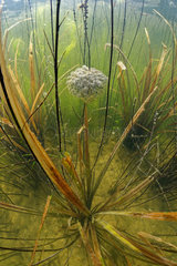 Grass Frog eggs in a pond - Prairie Fouzon France