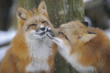 Couple of Red Fox in Winter