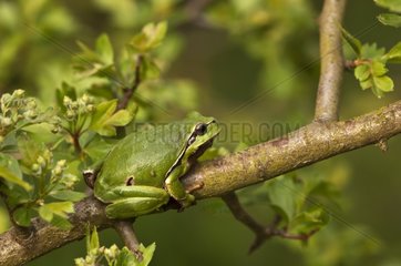 Common Tree Frog on a branch - Denmark
