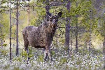 European Moose posing on wetland - Joensuu Finland